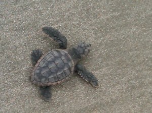 Pawleys Island Baby Loggerhead Turtle Hatchling