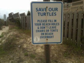 Protect the Pawleys Loggerhead Turtles!