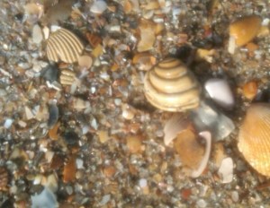 Pawleys Shell - Quahog Clam found on Pawleys Island